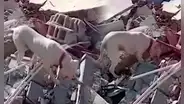 Un perrito lleva un pedazo de pan a su dueño atrapado entre los escombros en Turquía