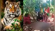Tigre fugado de zoológico mata a hombre y su nieto con 12 horas de diferencia en la India
