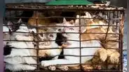 Hallan 2.000 gatos muertos que iban a ser utilizados para fabricar remedios medicinales