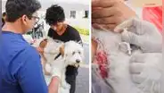 No más perritos perdidos: Surco lanza campaña de microchips gratuitos para mascotas