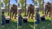 Joven toca el tambor a su elefante para distraerlo, pero él le enseña cómo hacerlo mejor
