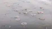 Animales marinos, entre anguilas y rayas, aparecieron varados en playas de Piura
