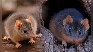 ¿Sabías que existe un animal que tiene sexo hasta morir? Conoce todo sobre el antequino