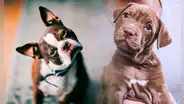 ¿Por qué mi perro inclina su cabeza cuando le hablo? Esto dice la ciencia