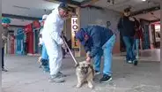 Perritos callejeros son rescatados y trasladados a albergue en Áncash