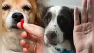 ¿Cómo hacer para que mi perro se tome la pastilla y no la escupa? Con estos trucos es posible