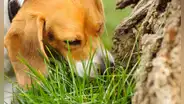 ¿Por qué los perros comen pasto?: conoce la verdadera razón