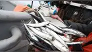Segunda temporada de pesca de anchoveta 2022 culmina con 1,91 millones TM capturadas