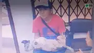 SMP: mujer auxilia a perrito atropellado, sujeto finge ayudarla y le roba celular
