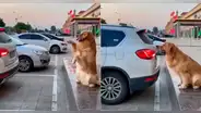 ¡El mejor valet parking!: perrito golden enternece las redes con sus habilidades en el trabajo