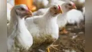 Falta de alimento y la influenza aviar provocan caída en producción de pollos en La Libertad