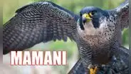 ¿Qué significa el apellido Mamani en Perú y cuál es la leyenda en la que está basada su origen?