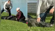 Mujer de 85 años muere tras ser atacada por un caimán cuando salvaba a su perro
