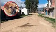 Envenenan a más de 8 perros en menos de 24 horas en Huancayo