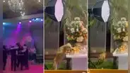 Perrito aprovecha descuido y se lleva los bocaditos de una fiesta cuando los invitados bailaban