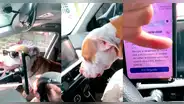 Le pidieron que recogiera a un perrito bebé y terminó disfrutando de la música con un joven pitbull
