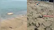Ancón: hallan cerca de 200 aves muertas en la orilla de la playa Las Conchitas