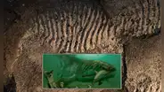 Descubren pez gigante que devoraba a nuestros antepasados hace 360 millones de años