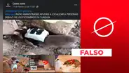 Estas sí son ratas de rescate, pero no están trabajando en Siria y Turquía tras el terremoto
