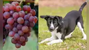 ¿Los perros pueden comer uvas? 5 alimentos dañinos para tu mascota