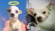 Murió Pinky, el chihuahua que se hizo famoso porque defendió a su familia ante un robo