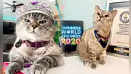 Nala, la gata millonaria que ganó un récord Guinness y es toda una celebridad en redes