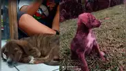 ¡En adopción! Buscan hogar para perrita que fue abandonada en calle del Cercado de Lima
