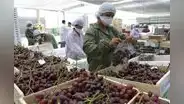 Agroexportaciones alcanzaron los US$9.807 millones durante el 2022