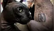 Mishicles, el gato tatuado que perteneció a banda narco Los Mexicles y ahora busca un hogar
