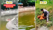 Héroe sin capa: hombre se lanza a laguna de recinto de orangutanes para evitar que uno muera ahogado