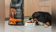 Encuentra el “Equilíbrio” perfecto que tu mascota necesita este verano