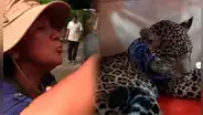 “Chau, ‘papachito’, te quiero mucho”: la triste despedida de una mujer al jaguar que rescató