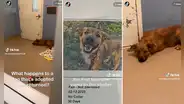 Adoptaron a un perrito, lo devolvieron al refugio y la mascota cayó en una profunda depresión