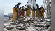 Produce establece en 43.826 toneladas el límite de pesca de bonito para el 2023