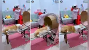 Niña juega a ser médica y le practica a su perro una resonancia en una máquina de cartón