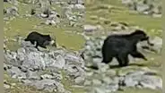 Hallan muerto a oso andino que estuvo deambulando horas antes en cerro de Apurímac