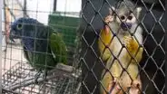 Los otros Run Run: se registraron más de 1.000 hallazgos de animales silvestres en 2022, según Serfor