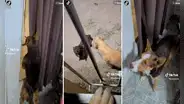 Perrito castigado pone cara de tristeza para ‘chantajear’ a su dueño y lograr que lo dejen salir a jugar