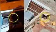 "La perrita llora todas las noches": piden ayuda para can en malas condiciones en Los Olivos