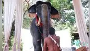 Templo hindú usa elefante robótico para evitar el maltrato animal y la caza furtiva