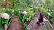 Jardín de las Hortensias: atractivo turístico que brinda trabajo a familias de centro poblado en Cajamarca