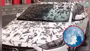 ¿Por qué la “Lluvia de gusanos” es relacionado al fenómeno de Luna Llena de Gusano?