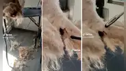 Groomer corta el pelo de una mascota y encuentra una enorme cucaracha escondida en su pelaje