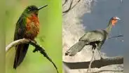 Piura es cuna de especies silvestres