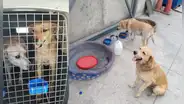 Rescatistas denuncian que Lima Expresa capturó a perros callejeros y ahora desconocen su paradero