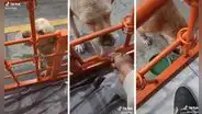Perrito se vuelve sensación al pagarle con basura al bodeguero para conseguir croquetas