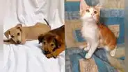¿Buscas mascotas? Ven a la jornada de adopción de perritos y gatitos rescatados de las calles