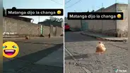 Perrito huye a toda velocidad tras llevarse una bolsa llena de cocoliche de un puesto