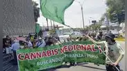 Reglamento del Minsa no beneficia a los usuarios del cannabis medicinal