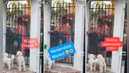 “Bruno, has el favor de entrar a la casa, tú no eres un perro callejero”: regaña a su can como si fuera su hijo